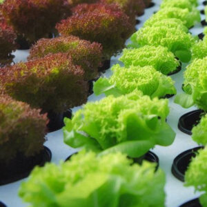 CO2 level monitoring & controlling